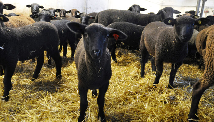 Lamm Mit Ländle Gütesiegel