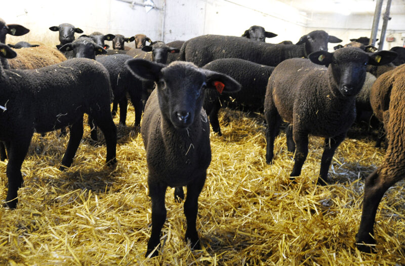 Lamm Mit Ländle Gütesiegel