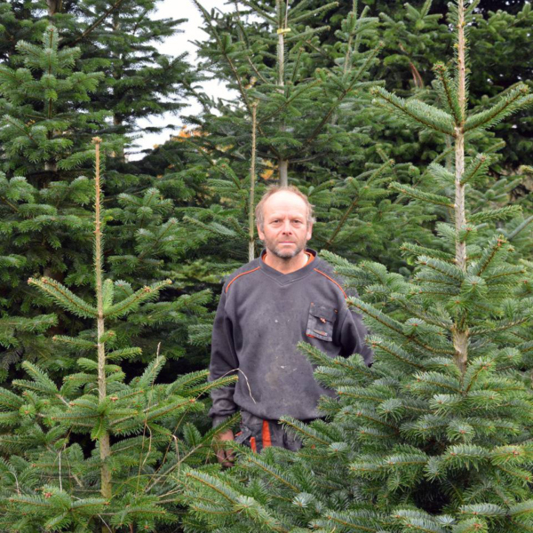 Erwin Bauer auf seiner Christbaumplantage