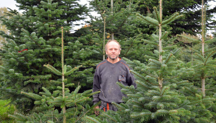 Erwin Bauer Auf Seiner Christbaumplantage