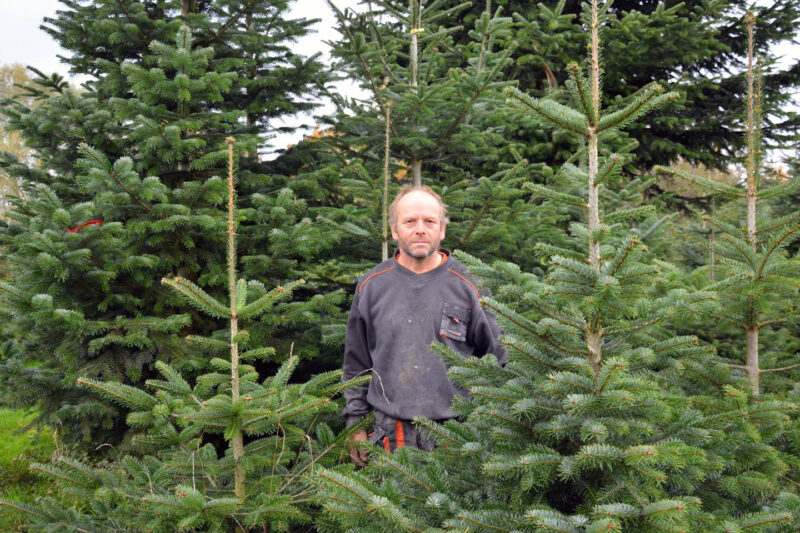 Erwin Bauer Auf Seiner Christbaumplantage