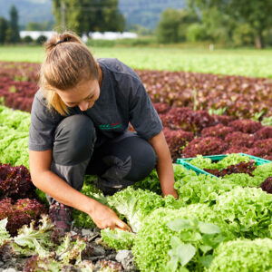 Fabienne Gehrer Am Salat Erntern (Foto: Pallinger)