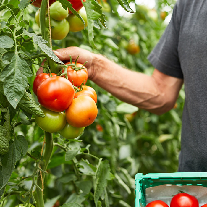 Tomaten von Gehrer (Foto: Pallinger)