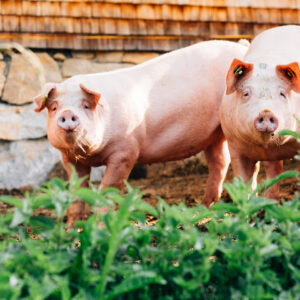 Die Ländle Alpschweine Der Alpe Kassa Wildmoos | Foto: Weissengruber & Partner