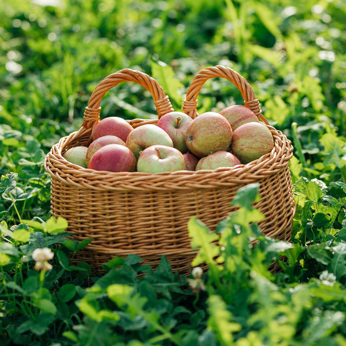 Ein Korb gefüllt mit Ländle Äpfeln von Manfred Nägele | Foto: Weissengruber & Partner