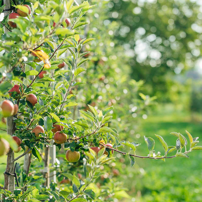 Ein Einblick in die Apfelplantage von Manfred Nägele | Foto: Weissengruber & Partner