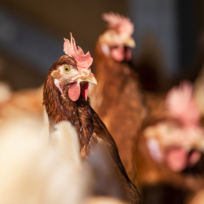 Die Hühner vom Sennhof von Nahem | Foto: Weissengruber & Partner