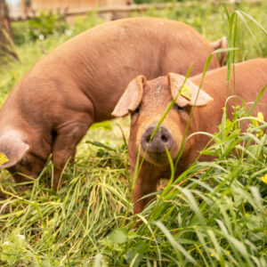 Die Schweine Vom Haldahof | Foto: Weissengruber & Partner