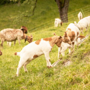 Die Ländle Ziegenkitze Vom Haldahof | Foto: Weissengruber & Partner