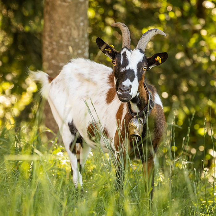 Eine Ziege von Landwirt Norbert Schedler aus Alberschwende | Foto: Weissengruber & Partner