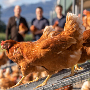 Die Hühner Des Sennhofs | Foto: Weissengruber & Partner
