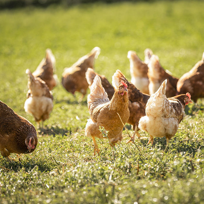 Die Hühner des Sennhofes genießen den Auslauf auf der Wiese | Foto: Weissengruber & Partner