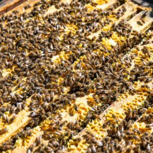 Bienen In Ihrem Stock | Foto: Weissengruber & Partner
