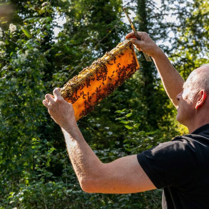 Hermann Bohle begutachtet die Honigwaben auf einem Brett des Bienenkastens | Foto: Weissengruber & Partner