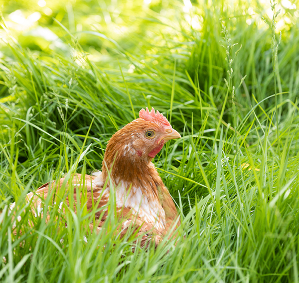 Ein Ländle Wiesenhuhn sitzt im hohen Gras | Foto: Weissengruber & Partner