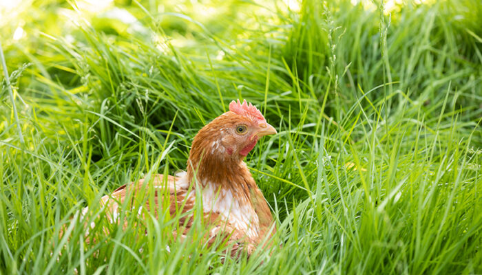 Ein Ländle Wiesenhuhn Sitzt Im Hohen Gras | Foto: Weissengruber & Partner