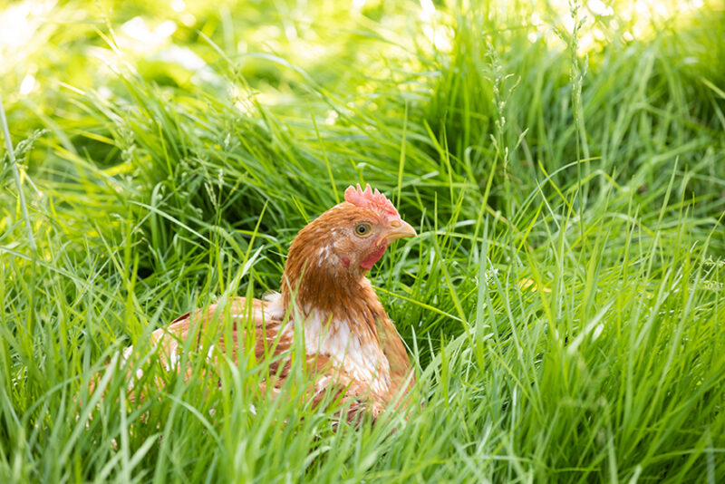 Ein Ländle Wiesenhuhn Sitzt Im Hohen Gras | Foto: Weissengruber & Partner