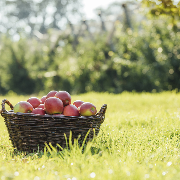 Ein Korb voller Ländel Äpfel auf einer Wiese | Foto: Weissengruber & Partner
