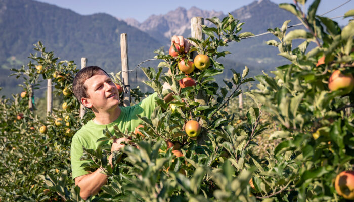 Simon Matt In Seiner Ländle Apfel Plantage | Foto: Weissengruber & Partner