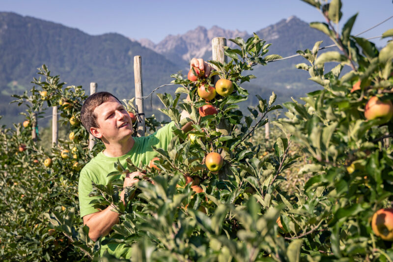 Simon Matt In Seiner Ländle Apfel Plantage | Foto: Weissengruber & Partner