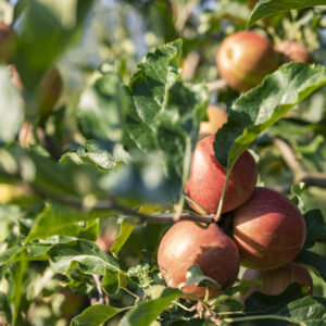 Der Ländle Apfel An Einem Ast | Foto: Weissengruber & Partner