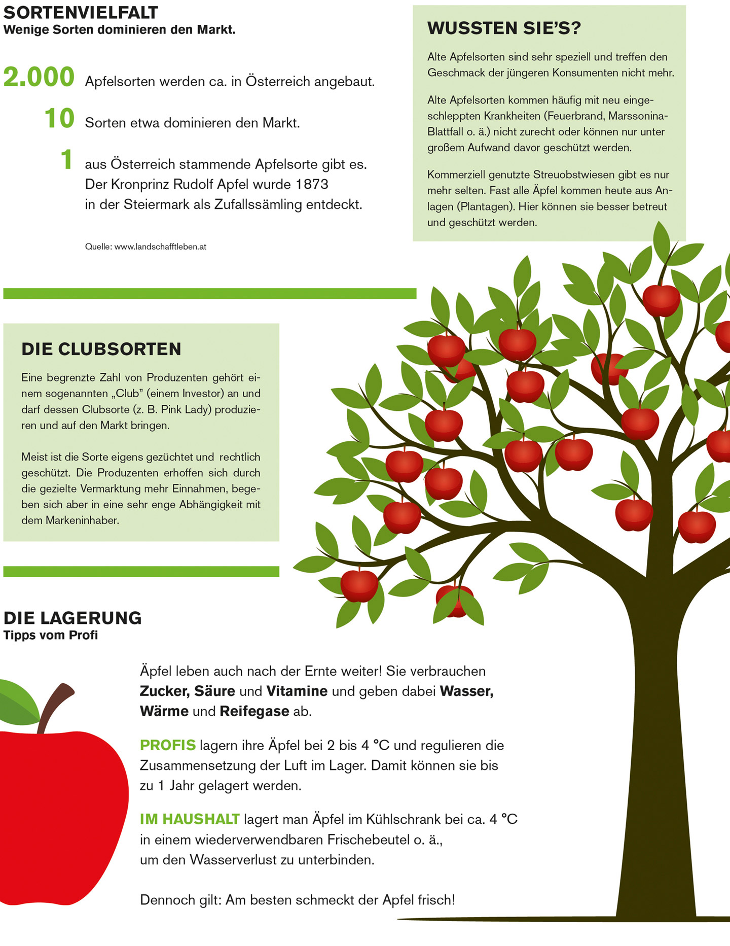 Fakten zur Sortenvielfalt sowie zur Lagerung von Äpfeln
