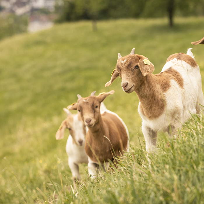 Die Ländle Ziegenkitze vom Haldahof auf der Weide | Foto: Weissengruber & Partner