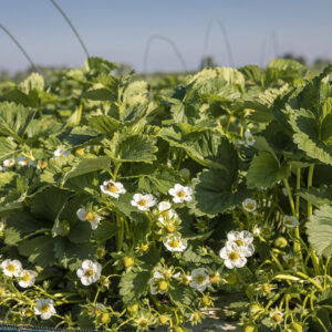 Erdbeerpflanzen Mit Blüten | Foto: Weissengruber & Partner