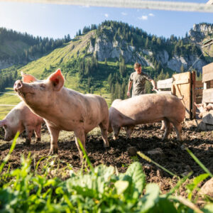 Die Alpschweine Der Alpe Stongen Vor Herrlichem Panorama | Foto: Weissengruber & Partner