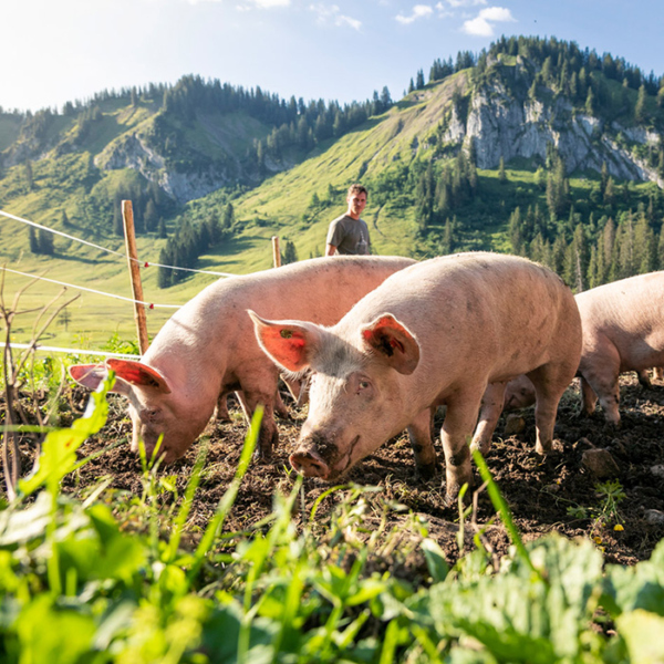 Die Ländle Alpschweine In Im Freien Auf Der Alpe Stongen | Foto: Weissengruber & Partner