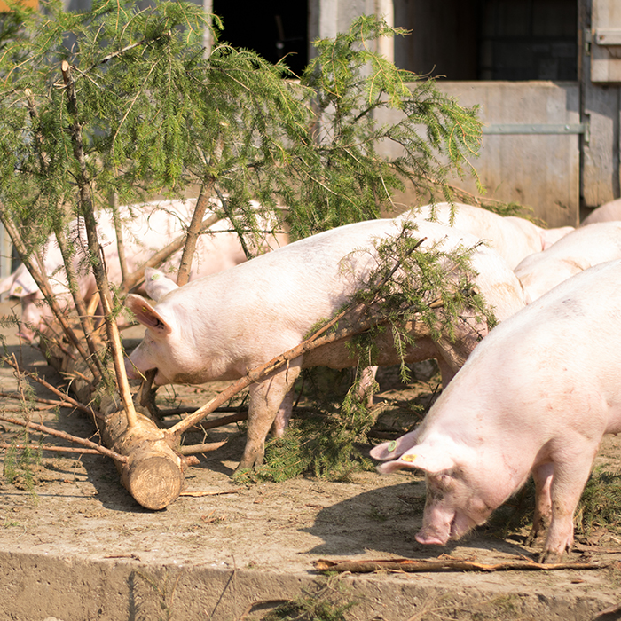 Ländle Alpschwein von der Alpe Brongen