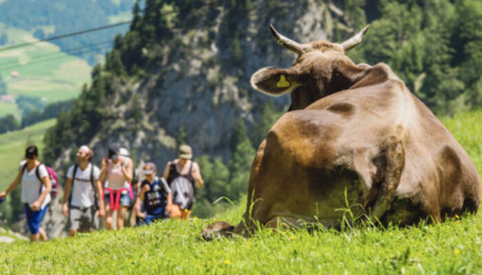 Kuh Und Wanderer Auf Der Alpe