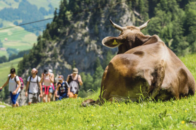 Kuh Und Wanderer Auf Der Alpe