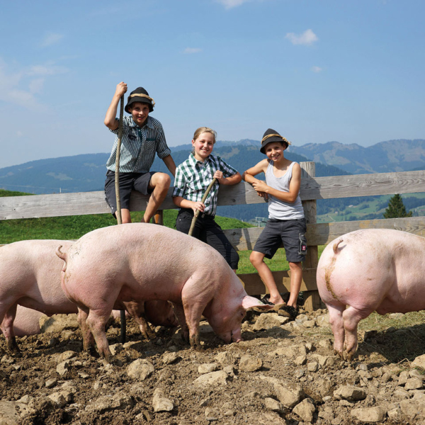 Ländle Alpschwein von der Alpe Brongen