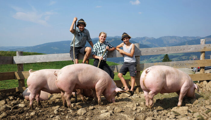 Ländle Alpschwein Von Der Alpe Brongen