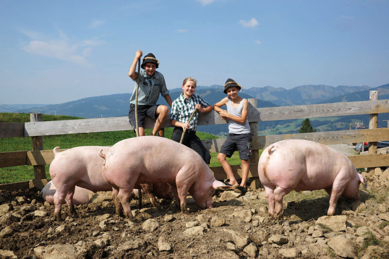 Ländle Alpschwein Von Der Alpe Brongen