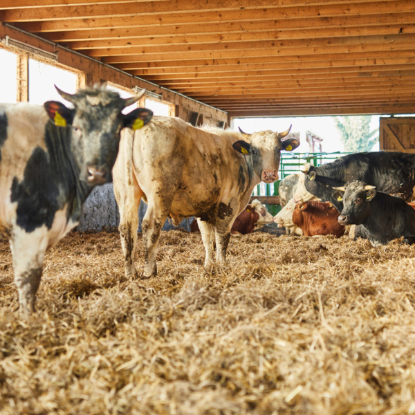 Die Ländle Rinder von Manfred Schneider in ihrem geräumigen Stall | Foto: Pallinger