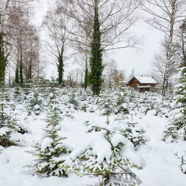 Auf dem Bild ist eine, mit Schnee bedeckte Christbaumplantage zu sehen