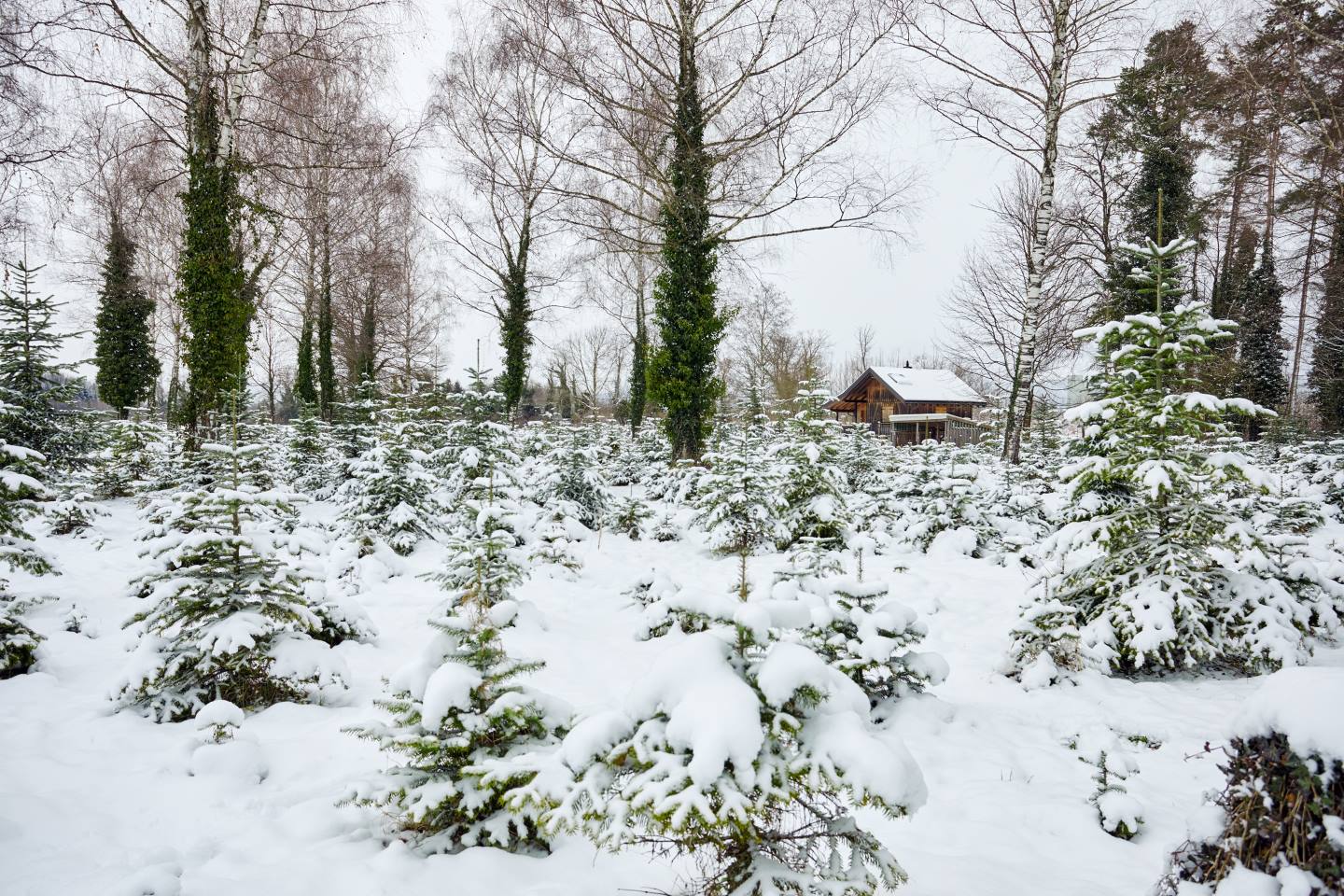 Auf Dem Bild Ist Eine, Mit Schnee Bedeckte Christbaumplantage Zu Sehen