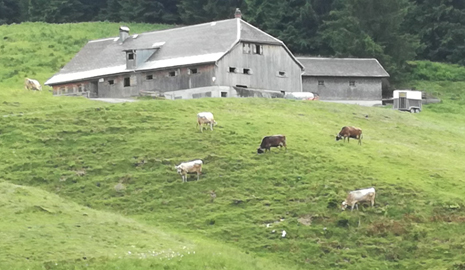 Blick Aus Der Entfernung Auf Die Alpe Bleichten. Davor Stehen Mehrere Rinder Auf Einer Abschüssigen Grünene Wiese.