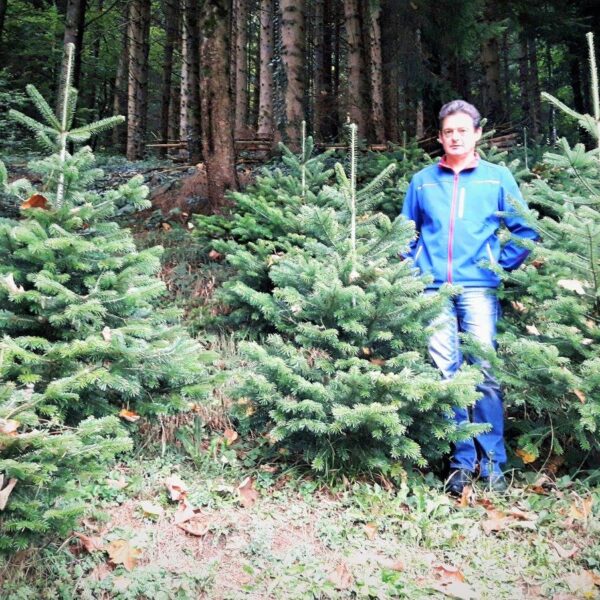 Bernhard Hagspiel steht inmitten eines Waldes und ist umringt von Christbäumen