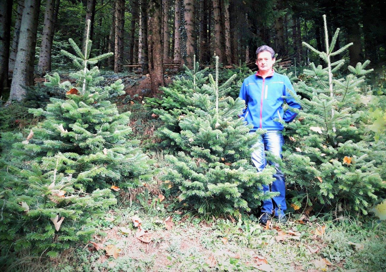 Bernhard Hagspiel Steht Inmitten Eines Waldes Und Ist Umringt Von Christbäumen