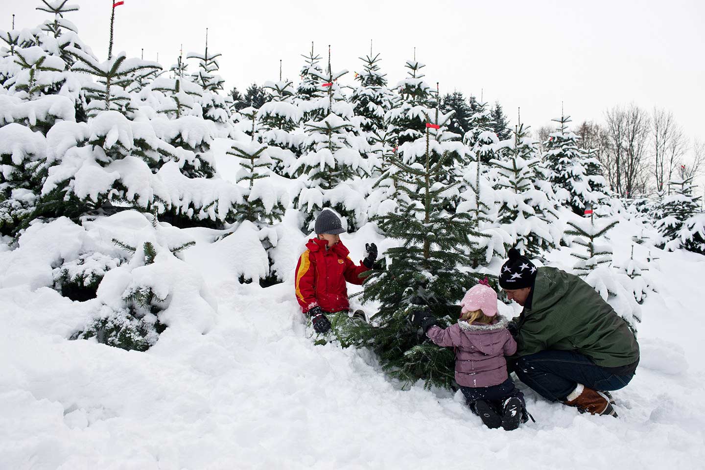 Zwei Kinder Helfen Einem Mann Bei Der Christbaum Ernte, Im Hintergrund Sind Mehrere Mit Schnee Bedeckte Tannen Zu Sehen
