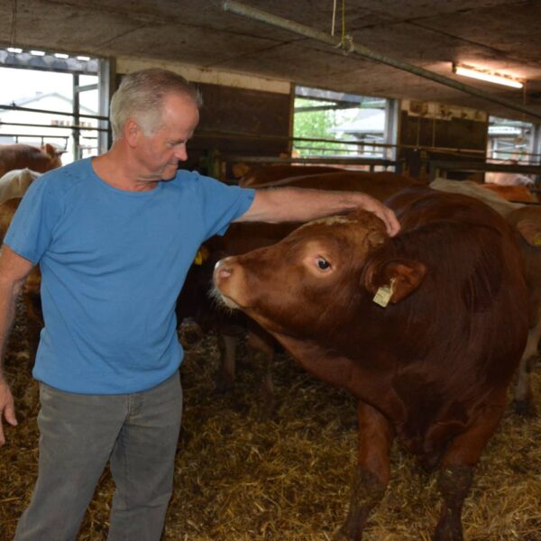 Josef Böckle steht im Stall und streichelt ein Rind