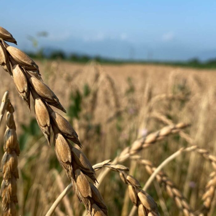 Laendle Dinkel Feld von Gerold Keckeis in Rankweil-Brederis (Foto: LQM Sauer) Laendle Dinkel Feld von Gerold Keckeis in Rankweil-Brederis (Foto: LQM Sauer)