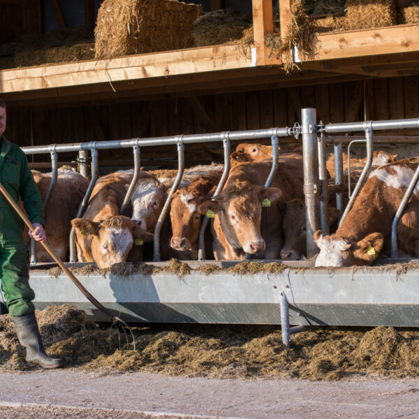 Michael Hofer steht vor seinen Ländle Rinder und blickt dabei in die Kamera