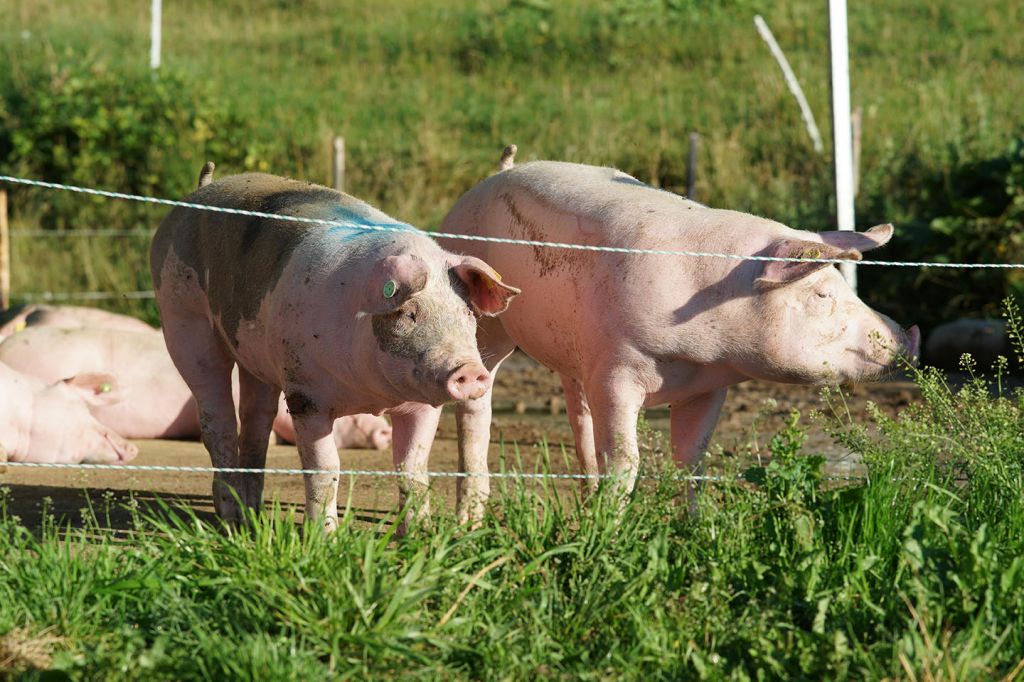 Mehrere Ländle Alpschweine Liegen Im Bildhintergrund Im Außengehege Der MIttel- Und Hinterargenalpe, Davor Stehen Zwei Alpschweine.