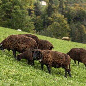 Schafe Und Länmmer Auf Der Weide, Ländle Lamm, Foto: Weissengruber