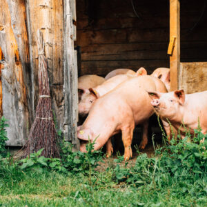 Mehrere Ländle Alpschweine Stehen Im Offenen Durchgang Vom Stall Zum Grasgrünen Außengehege.