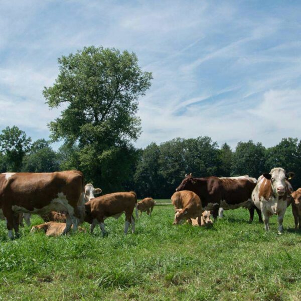 Rinder stehen auf einer Wiese